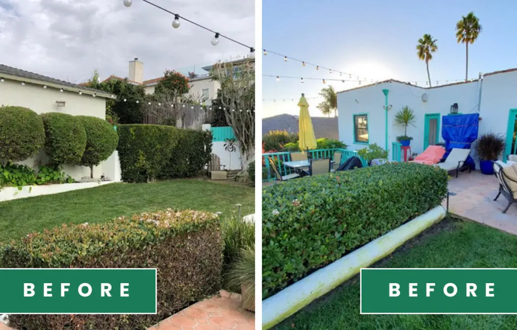 Trimmed hedges along a lawn and along a patio