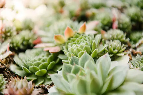 Close-up of rosette succulents