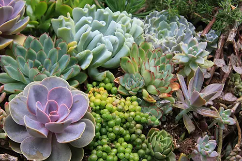 Close-up of a bed of succulents